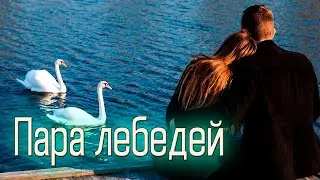 Потрясающая песня! Послушайте!  Пара лебедей!