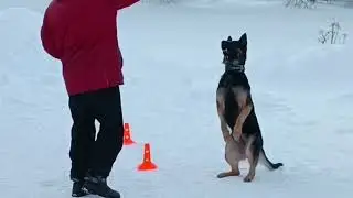 Кенгуру,кенгуру!
