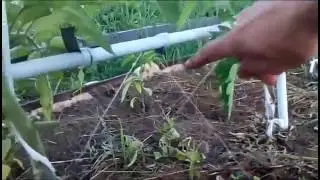 УПС - томаты
