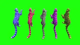 Leopard Run T Green Screen Video Footage Free 