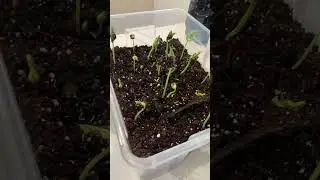 My seeds sprouted 🌱