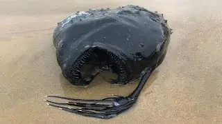 Странное существо выбросило на пляж...
