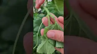 Как вырастить дыню и арбуз своими руками 