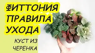 Simple Yet Essential Rules for FITTONIA Care: Propagation, Fertilizing, Seasons