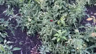 Томат Керо F1. Сливка отличного качества