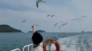 [갈매기 새우깡 도전 martıları beslemek]
