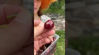 Черешня