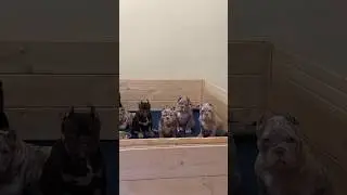 Щенки булли,есть своболные🔥