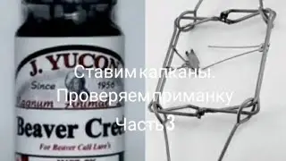 Охота на бобра капканами и приманка J.Yucon 