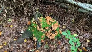 Мы нашли волшебный лес :-) Там деревья до небес.