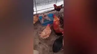 Коротко о Ситуации