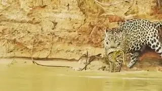 Jaguar hunting an Anaconda