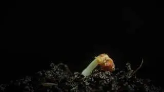 Потрясающее видео  по своей красоте  