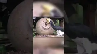 Смешное Гнездо Птицы Носорога