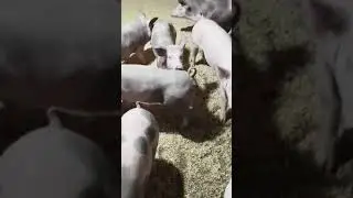 Хрячок на племя породы пьетрен.