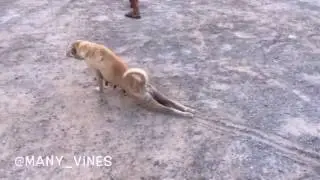 Талантливые животные!!!