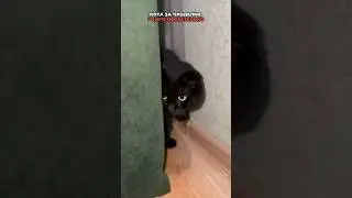УМЕЮТ ЛИ КОШКИ МСТИТЬ?😻😻😻 