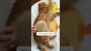 Cats are a waste of time