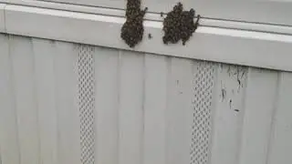 BEES INSTANTLY KILLED WITH DISH WASHING LIQUID AND WATER