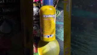 Хлороз у роз