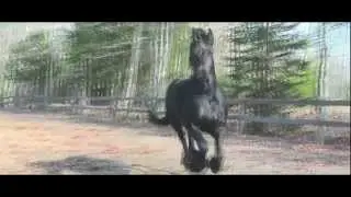 Friesians | For Centuries