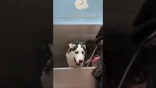 ХАСКИ ОРЕТ ПО-ЧЕЛОВЕЧЕСКИ 