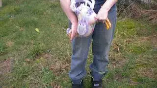 Dispatching a chicken demonstrated with a toy chicken