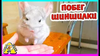 Лучший в мире питомец ШИНШИЛЛА/ Как мы гуляем с шиншиллой / Alisa Easy Pets