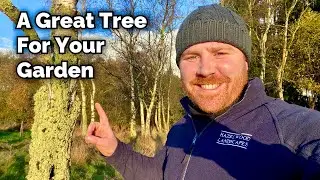 Silver Birch - One Of the BEST Trees For Wildlife