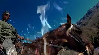 Горы и лошади 4K