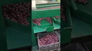 Máquina clasificadora de aceituna en el algarrobal, ilo
