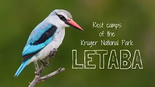 LETABA Rest Camp & Game Viewing Review | Kruger National Park