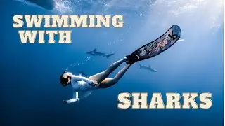 Swimming with sharks in Hawaii