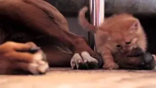 Котёнок тигр(Tiger Cat)