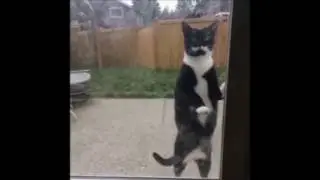 СМЕШНЫЕ КОТЫ И КОШКИ Funny Cats Compilation