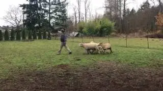 17/11/25 Rally on sheep