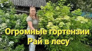 Взрослые кусты гортензии.Я в шоке от их размера😊