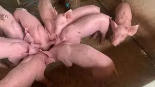 They do not know their owners yet  As afraid of the owner  But not afraid of food