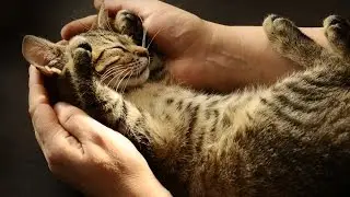 Для чего Усы Коту? И Прочим Млекопитающим...