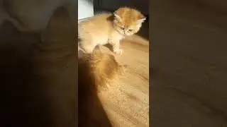 котята британской золотой шиншиллы