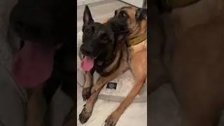 Romance or Roughhousing? Why Dogs Don’t Do Romance!