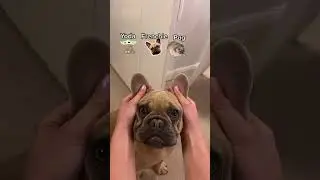 Yoda, Frenchie Puuugggg 🎶 
