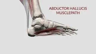 Abductor Hallucis  Musclepath, Origin, Insertion (3D ANIMATION)