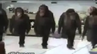 Приколы !!! Обезьяны