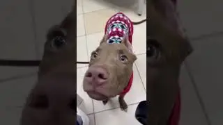 Любимый пёсик