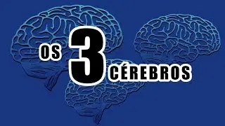 The THREE BRAINS - Reptellic Brain, Limbic System, Neocortex - Instinct/Emotion/Reason