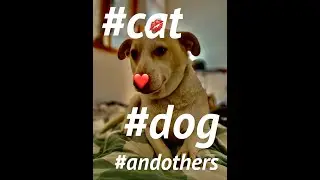 HAPPY CATS😻DOGS FOR THE SOUL💯WILL DEFINITELY LET YOU GO