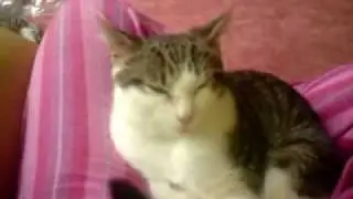 Kitten Faling asleep