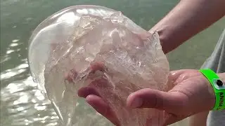 Медузы  в Кирилловке