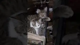 UYKUCULAR ALEMİ